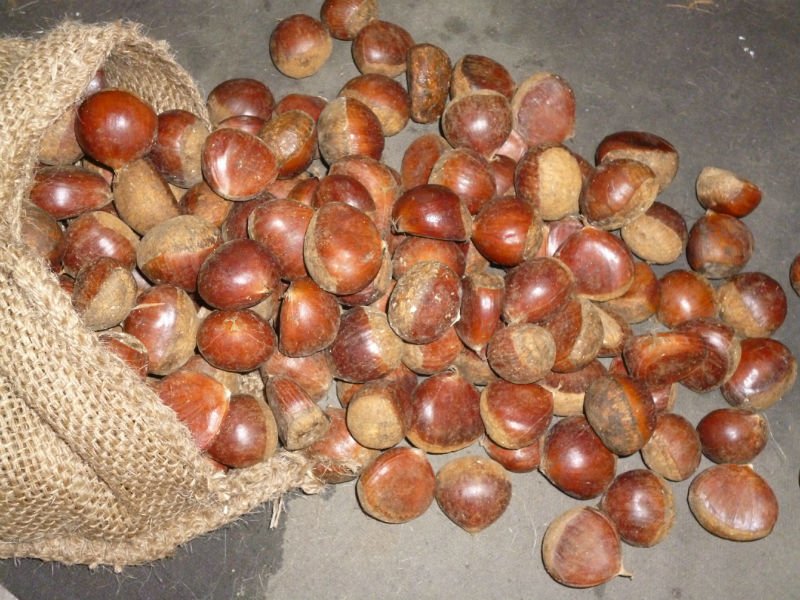 Taishan Organic Raw Chestnut - Shadong Province