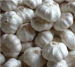 fresh white garlic