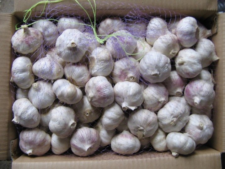 Fresh Chinese Garlic