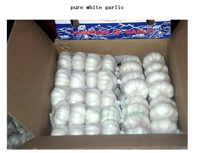 Sell White Garlic (5.0cm)