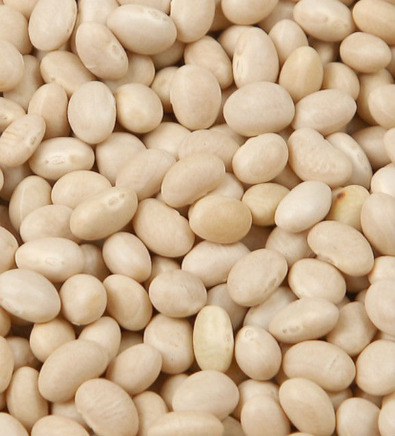 white kidney bean,navy bean on sale