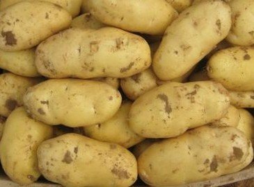 new crop fresh Holland 7 Potato