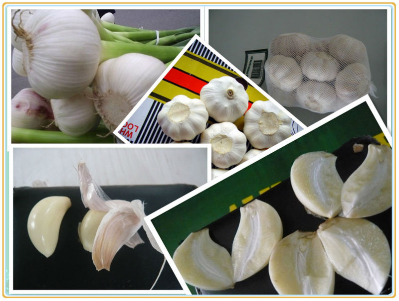 Fresh natural solo garlic