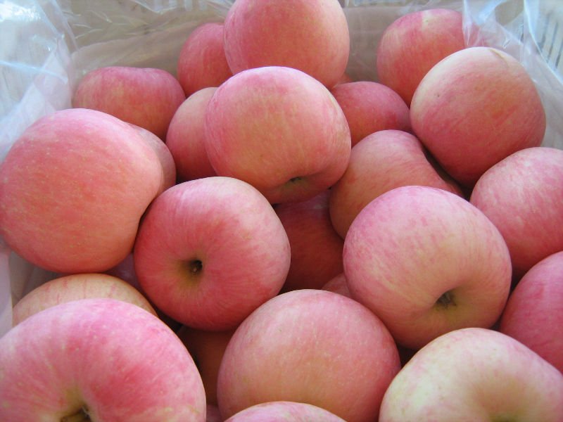 Chinese red fuji apple in 20kg cartons