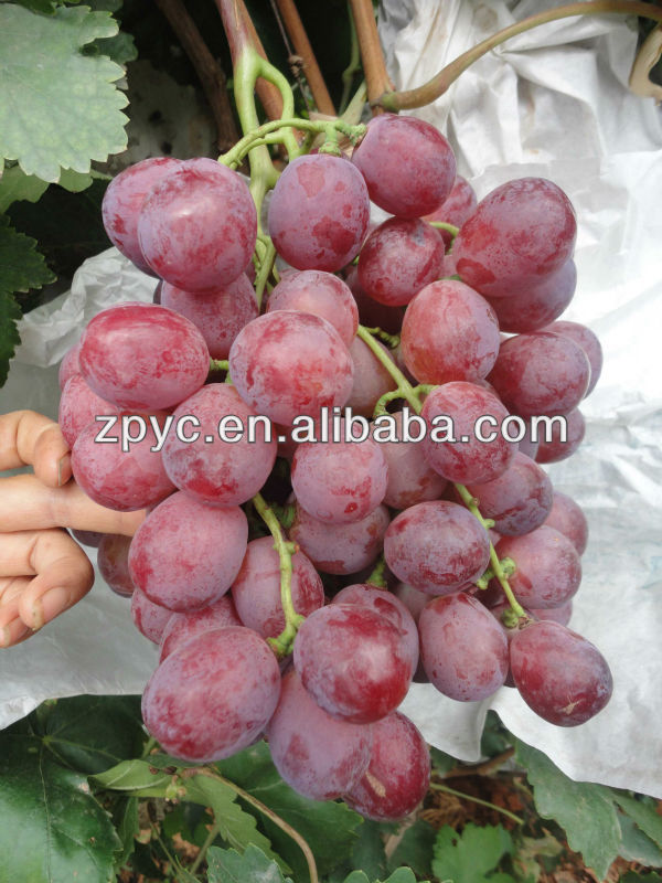 Fresh Seeded Grapes Buy Grapes,Fresh Grapes For Sale,Grapes Bulk