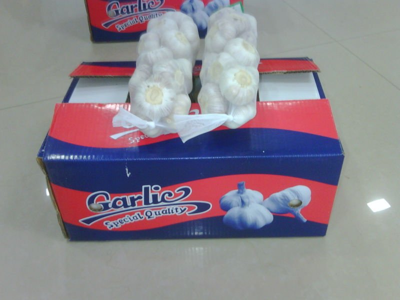 Chinese garlic for export