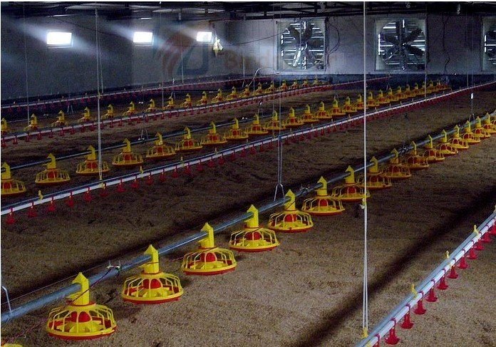 Flating way chicken broiler feed line