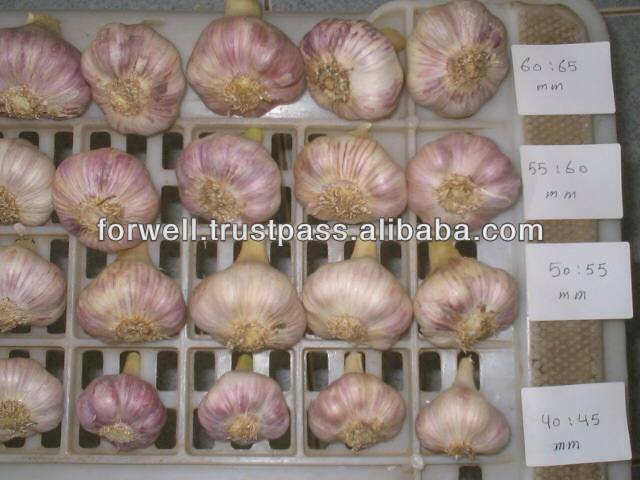NOVEL Fresh Egyptian Garlic...NATURAL GARLIC