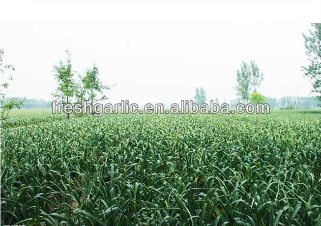 Chinese natural vegetable seeds garlic