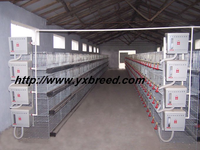broiler cage/ baby chicken cage