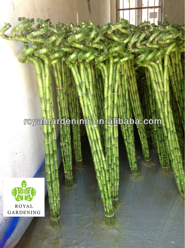 Lucky Bamboo Verzorging lucky bamboo dracaena sanderiana spiral shape factory Lucky Bamboo Verzorging lucky bamboo dracaena sanderiana spiral shape factory