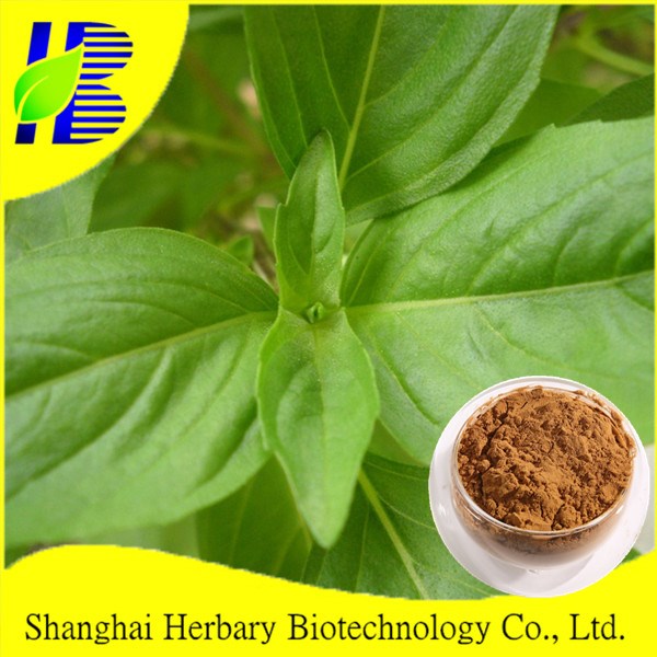 Top Quality Plant Basil Leaf/ocimum Basilicum Extract Powder/p.e. - Buy ...