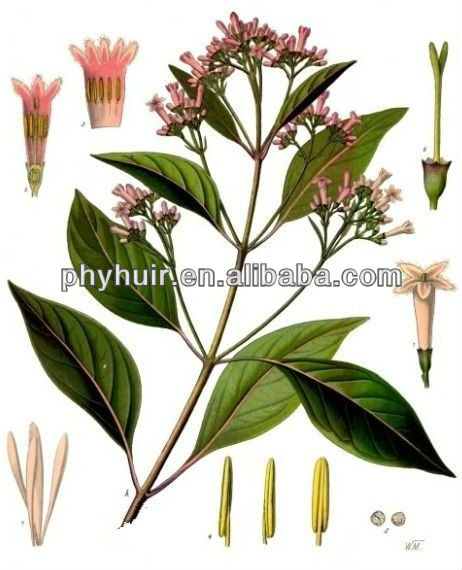 cinchona from how to extract quinine bark Extract/peruvian  Natural Bark 100 P.e Cinchonae Cortex