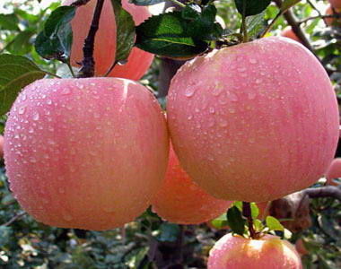 87+ Gambar Apel Dan Mangga Terlihat Keren 87+ Gambar Apel Dan Mangga Terlihat Keren