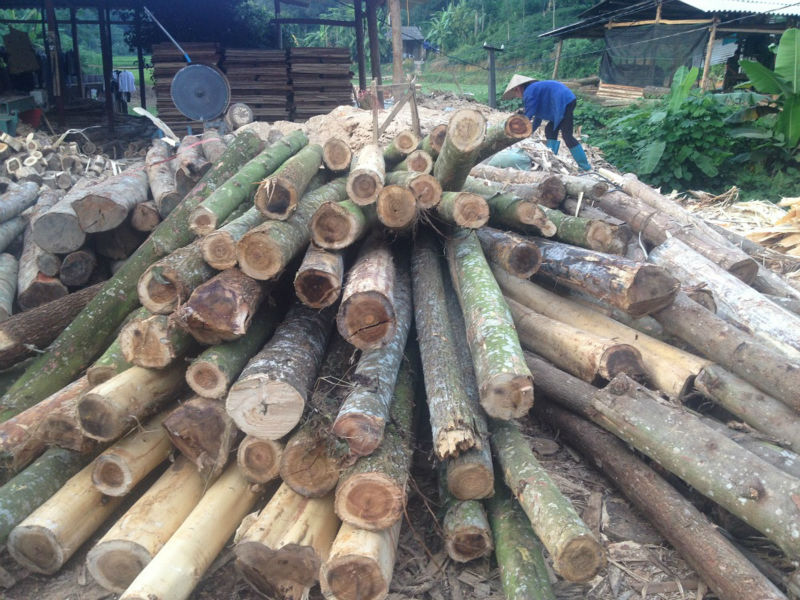 Selling High Quality Acacia Log With126 Usd/ Bdmt Origin Vietnam Buy