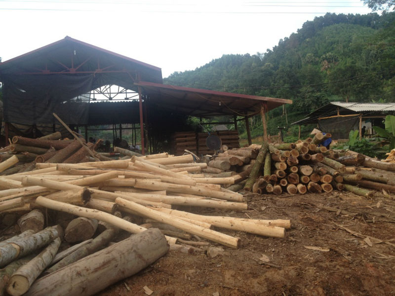 Selling High Quality Acacia Log With126 Usd/ Bdmt Origin Vietnam Buy