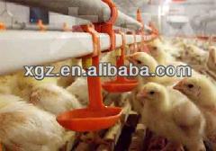 low cost structural steel Poultry Farm/Poultry House/Chicken House