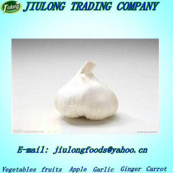 Natural fresh garlic price