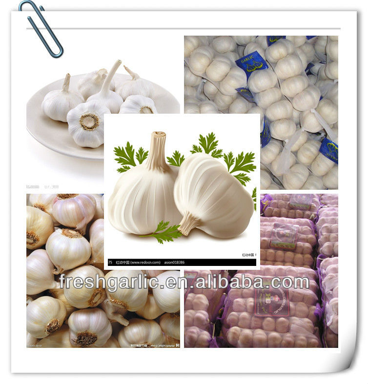 Fresh pure white garlic