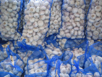 Chinese garlic for export