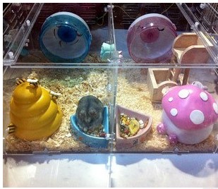  Lucu  Akrilik Produk Hewan  Peliharaan  Hamster  Kandang 