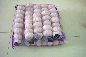 Chinese garlic for export