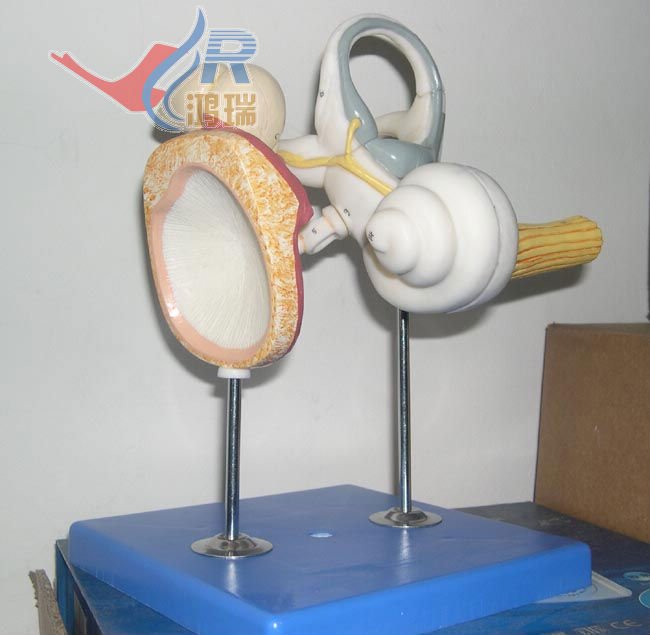Iso Inner Ear Model With Auditory Ossicles And Tympanic Membrane Buy