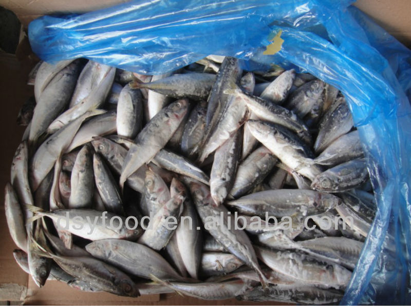 frozen sting ray fish