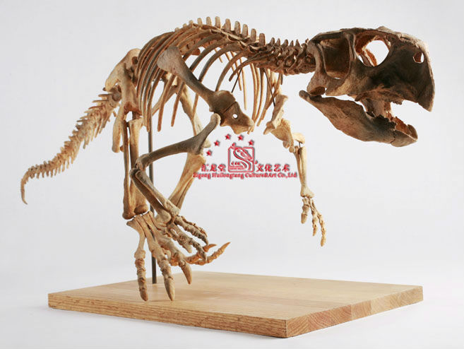 dinosaur skeleton replicas