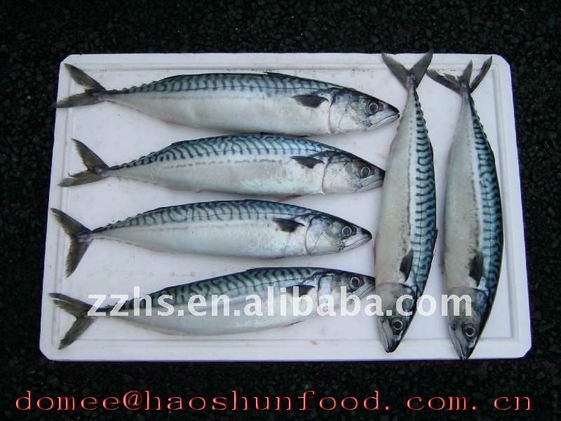 mackerel canned fish