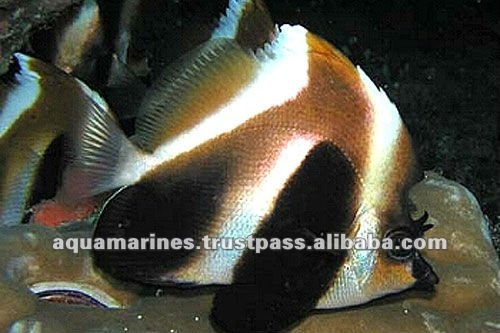 Aquarium Fish Masked Bannerfish Live Fish Buy Live Fish Live