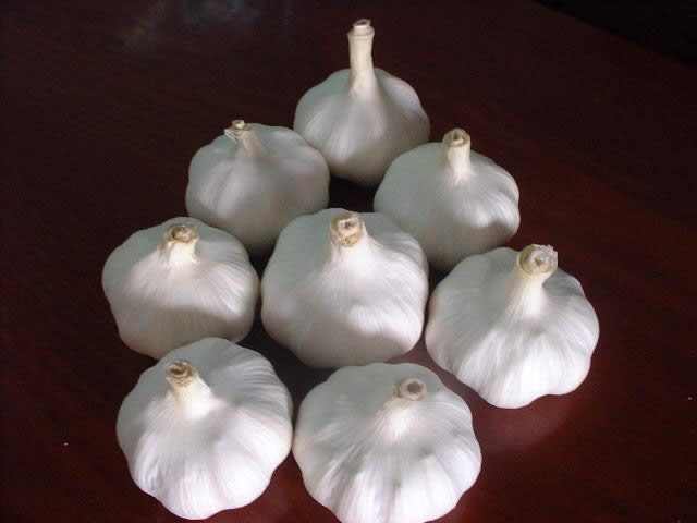 garlic supplier from china