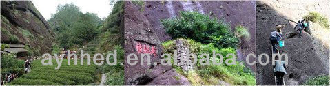 Top quality Big red robe Dahongpao Wulong tea - 4uTea | 4uTea.com
