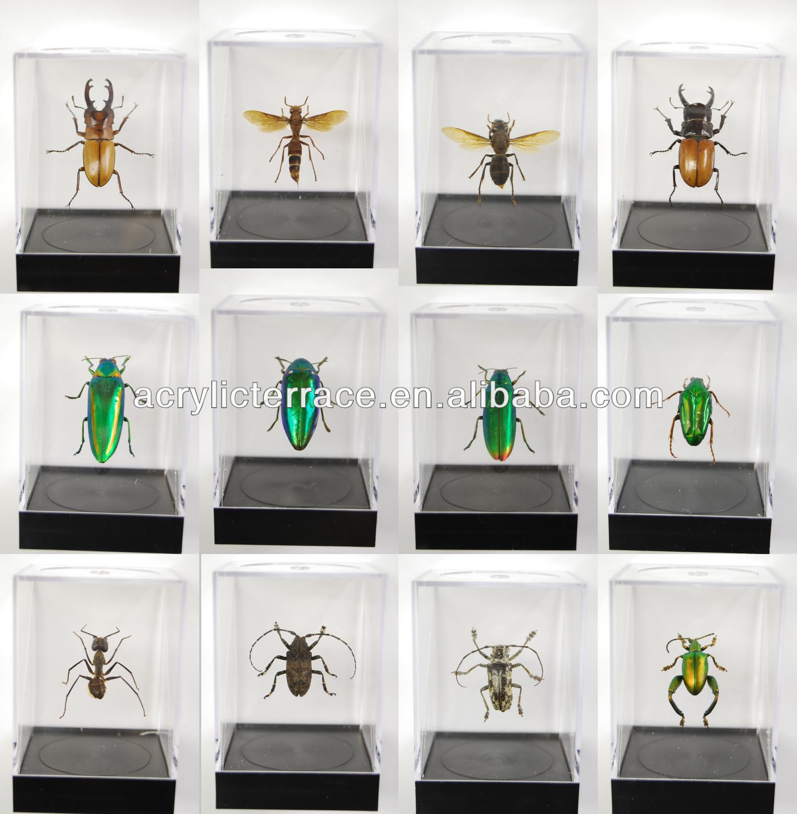 Acrylic Display Case For Insects Specimen Acrylic Insects Specimen