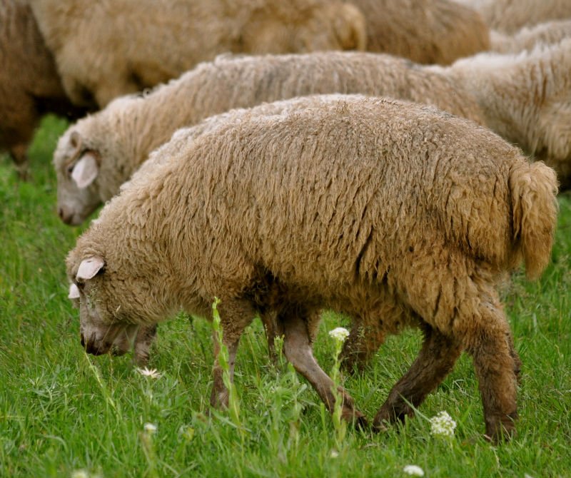 Lamb For Slaughter And Meat Buy Live Lamb For Sale Product