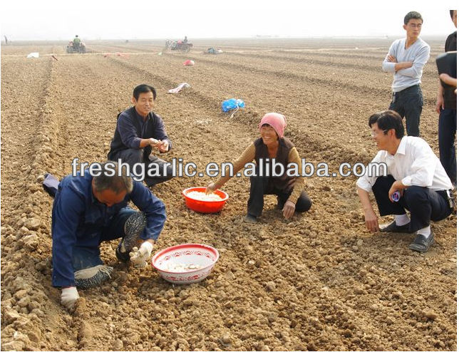 Chinese natural vegetable seeds garlic