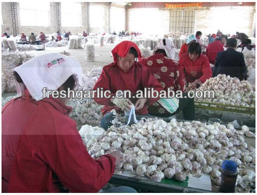 Chinese natural vegetable seeds garlic