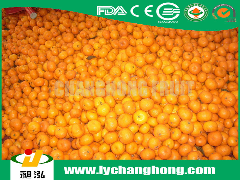 Name All Citrus Fruits/mandarin Orange/fresh Orange/list ...