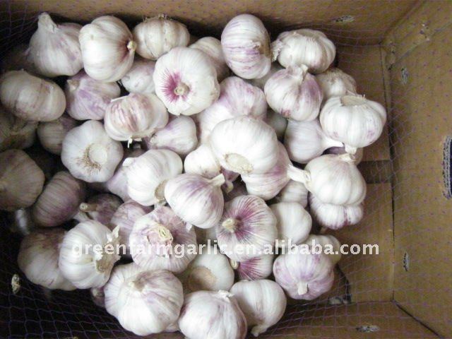 normal white garlic and pure white garlic in jinxiang