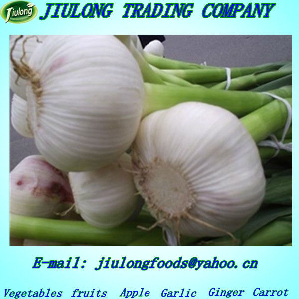 Buy direct from china factory natural garlic price