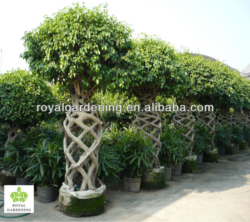 Ficus Benjamina Cage Shape Topiary Plant ( Landscaping
