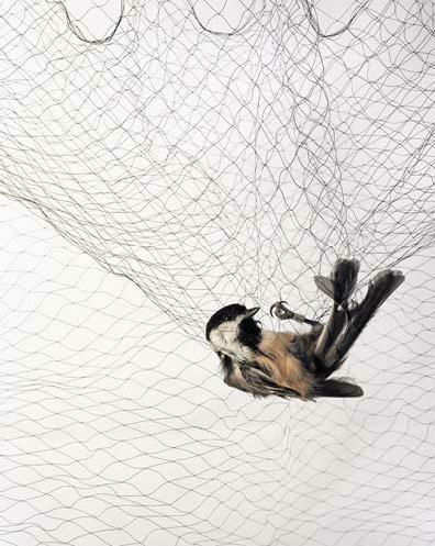 mist bird catcher net hc1401 s2 buy bird catcher net mist bird catcher net hc1401 s2 buy bird catcher net