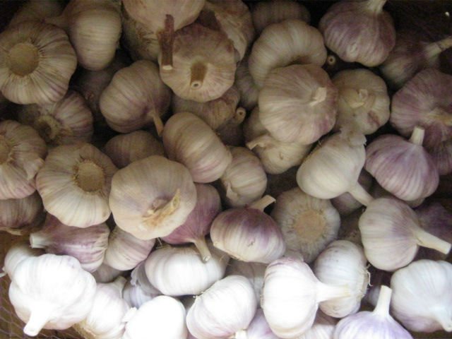 2017 chinese fresh garlic 5.0-6.0cm