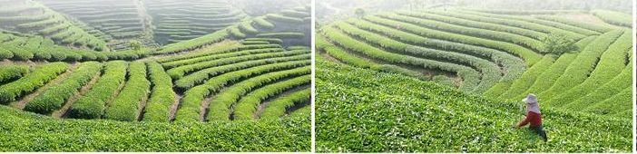 EU Standard Organic Chinese Green Tea Powder Soluble Edible Pure Green Matcha Tea - 4uTea | 4uTea.com