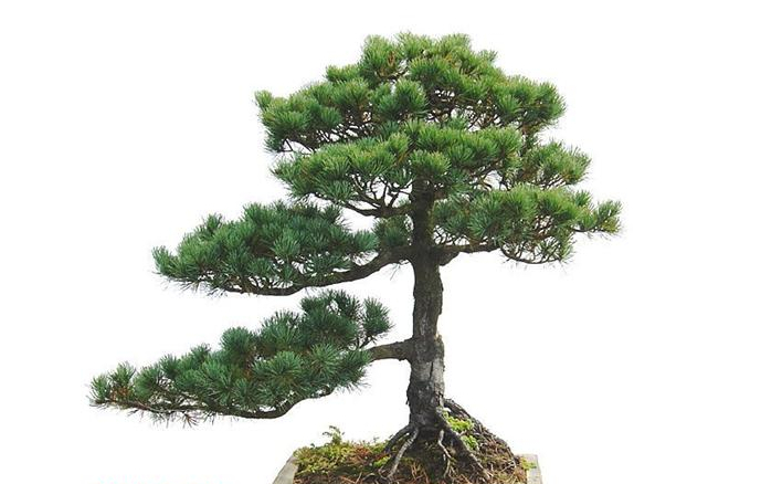 Decorative Artificial Pine Tree For Indoor Or Outdoor Buy Decorative   925674935 460 