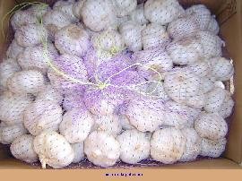 china fresh garlic for good quality