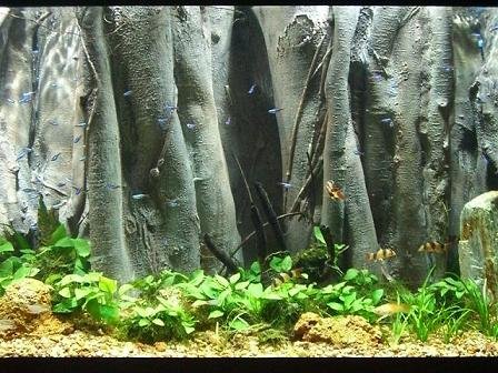 3d Rock Backgrounds - Aquarium Advice - Aquarium Forum Community