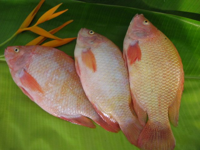Steamed ‘King Fish’ In Light Soy | Mom-Friday